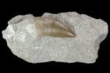 Mosasaur (Prognathodon) Tooth In Rock - Morocco #98300-1